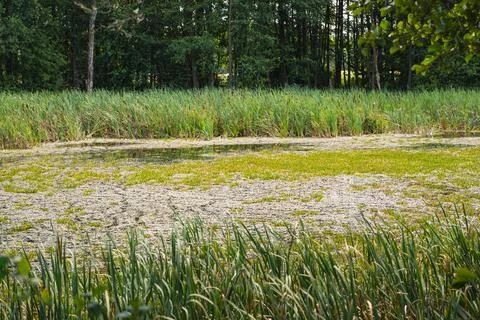 A landscape featuring a oxbow lake in the Bug River valley in Podlasie Stock Photos
