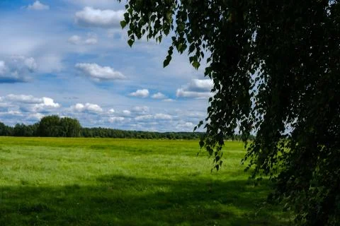 Landscape with a field and tree branches. Stock Photos