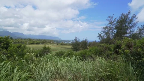 Landscape field with cattle and ocean on Kauai, Hawaii Stock Footage 88149014