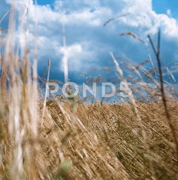 Landscape of field with cereal plants and moody cloudscape Stock Photos