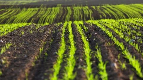 Landscape the field 스톡 동영상 58320699