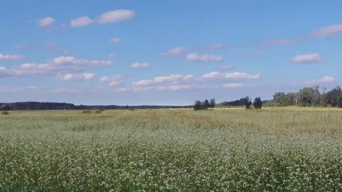 Landscape with the field. Видео 78526498