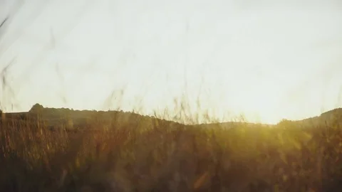 Landscape of field Video stock 80265211