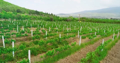 Landscape Field With Grape Video stock 107574249