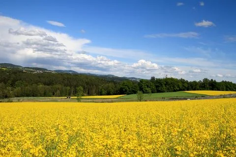 Landscape field of rapeseeds Stock Photos