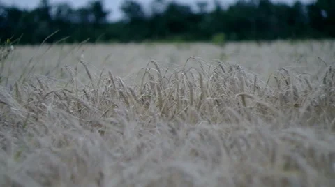 Landscape a field of a rye in the evening. Stock Footage 40315001