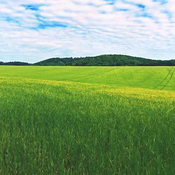 Landscape with field in spring time. Concept for agriculture and nature. Gree Stock Photos