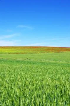 Landscape of field at spring time Foto stock