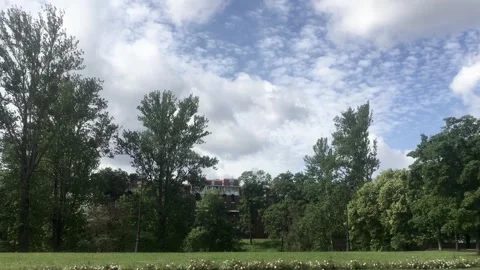 Landscape of the field with trees Stock Footage 299741816