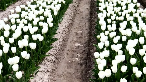 A landscape of a field of white tulips Stock Footage 335140638