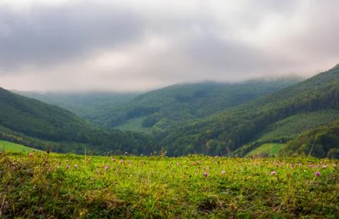 Landscape with fields and  forest on hillside Stock Photos