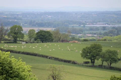 Landscape fields and sheep Stock Photos