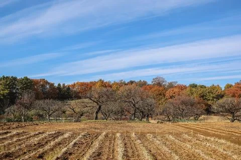 Landscape With Fields and Vibrant Deciduous Forest B Dec 4 2024 Stock Photos