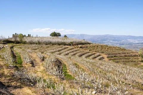 Landscape with fields with cherry blossom trees. Fundão, Portugal, Europe Stock Photos