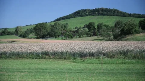 Landscape with fields of fruit trees meadows and wheat in sunshine Stock Footage 141466001