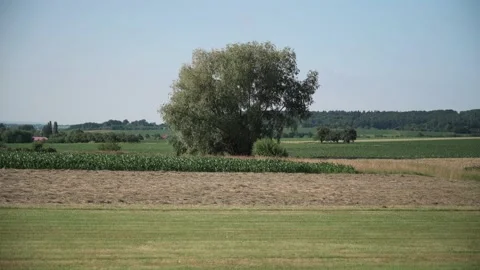 Landscape with fields of fruit trees meadows and wheat in sunshine Stock Footage 141466043