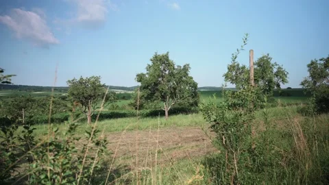 Landscape with fields of fruit trees meadows and wheat in sunshine Stock Footage 141469265
