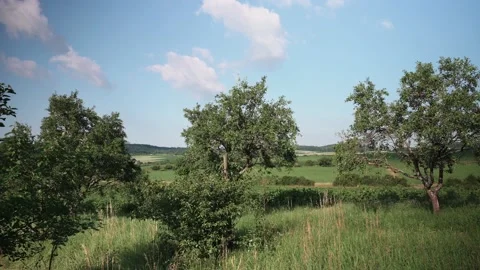 Landscape with fields of fruit trees meadows and wheat in sunshine Stock Footage 141469319