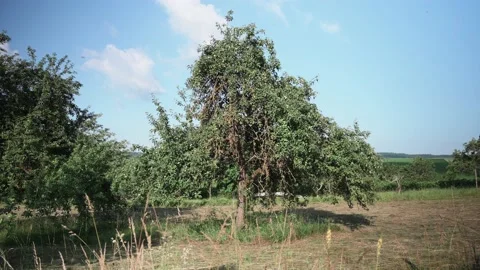 Landscape with fields of fruit trees meadows and wheat in sunshine Stock Footage 141469365