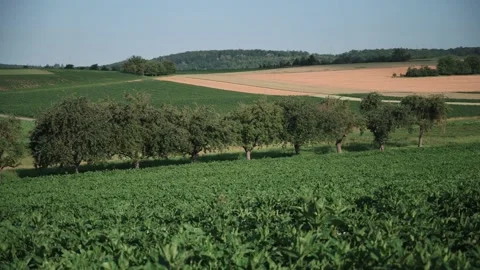 Landscape with fields of fruit trees meadows and wheat in sunshine Stock Footage 141469548