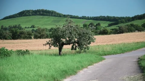 Landscape with fields of fruit trees meadows and wheat in sunshine Stock Footage 141469730
