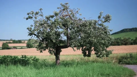 Landscape with fields of fruit trees meadows and wheat in sunshine Stock Footage 141470201