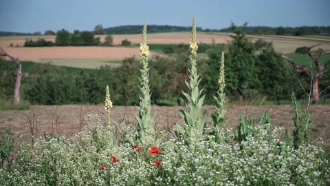 Landscape with fields of fruit trees meadows and wheat in sunshine Stock Footage 141470703