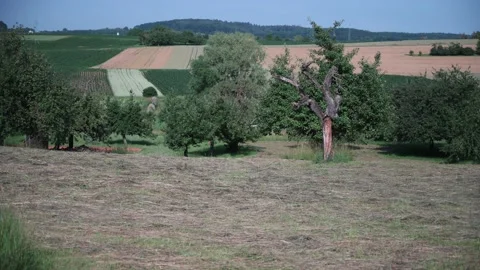Landscape with fields of fruit trees meadows and wheat in sunshine Stock Footage 141470810
