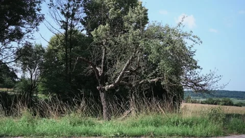 Landscape with fields of fruit trees meadows and wheat in sunshine Stock Footage 141471041