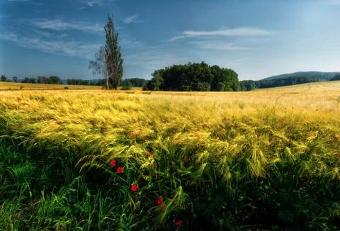 Landscape with fields of grain Foto stock