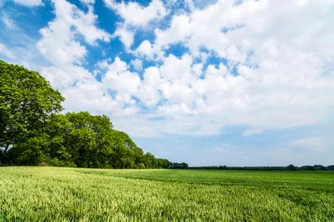Landscape with fields of grain in the summer Stock Photos
