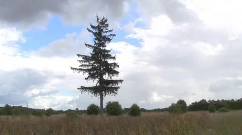 Landscape with fir tree Video stock 12324887