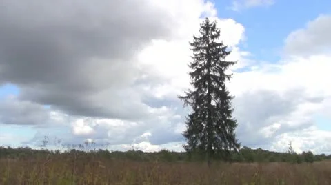 Landscape with fir tree 스톡 동영상 12324928