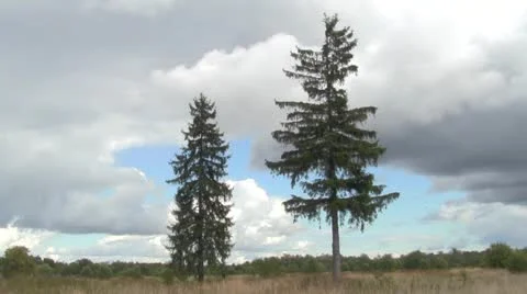 Landscape with fir trees Stock-Footage 12324806