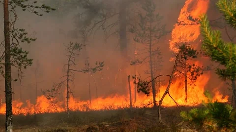 Landscape Fire burns trees. Stock Footage 155796573
