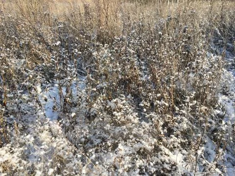Landscape with the first snow Foto stock