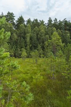Landscape of floating mat which is a layer of mosses and other plants on th.. Stock Photos