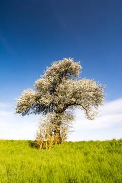 Landscape with a flowering tree Stock Photos