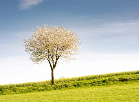 Landscape with a flowering tree Stock Photos