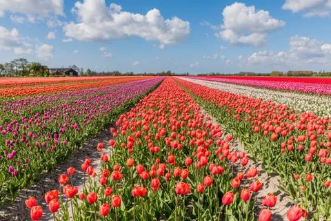 Landscape with flowering tulip fields Stock Photos
