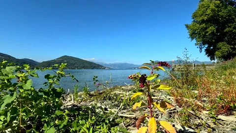 Landscape with flowers Stock Footage 214873740