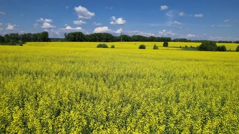 Landscape flying over the field Stock-Footage 157800970