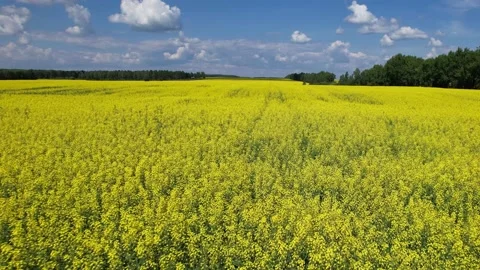 Landscape flying over the field Stock Footage 157800991