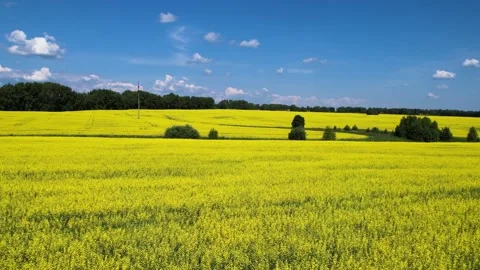 Landscape flying over the field Stock-Footage 157801145