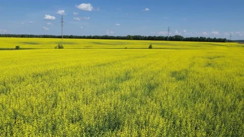 Landscape flying over the field Stock-Footage 157801175