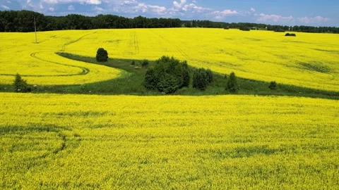 Landscape flying over the field Stock-Footage 157801181