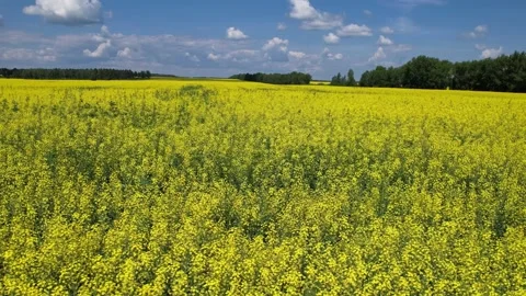 Landscape flying over the field Stock-Footage 157801183