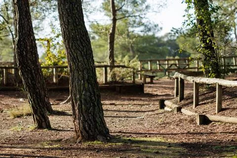 Landscape with focus on the pine tree in the San Antonio recreational area Stock Photos