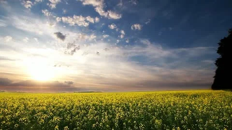 Landscape Видео 11017947