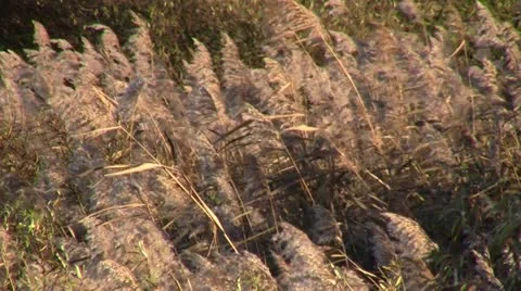 Landscape Video stock 12653165